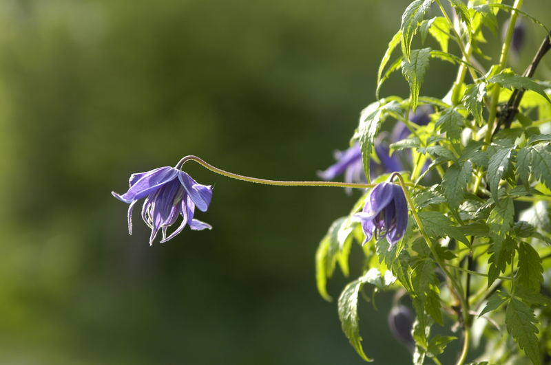 Clematisblüte