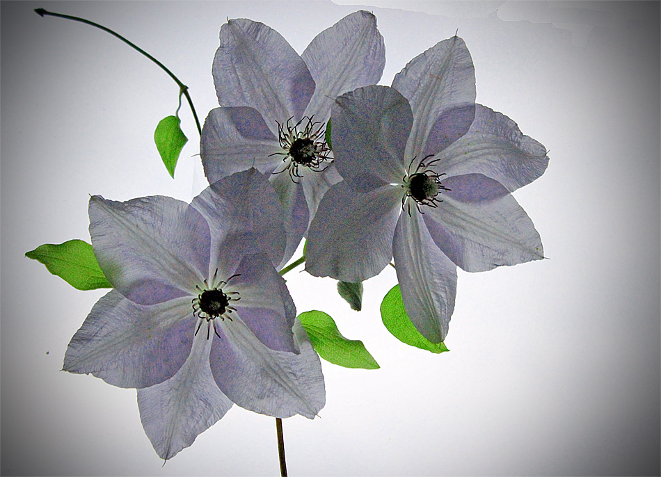 Clematisblüten am Fenster