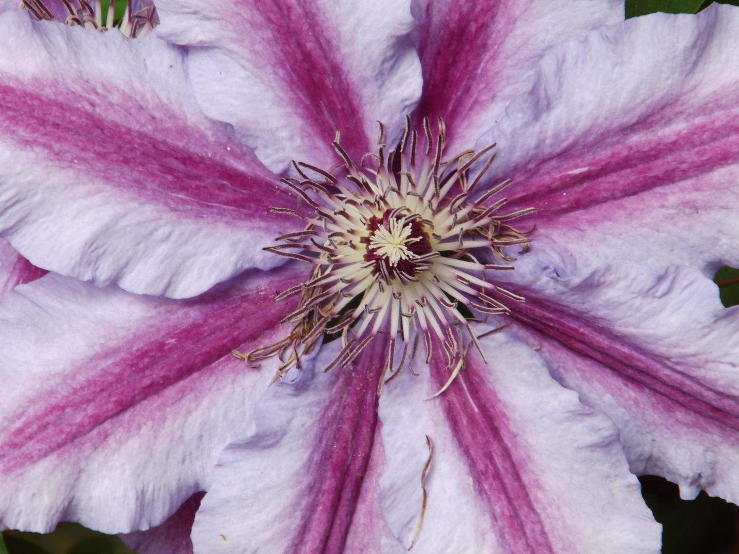 Clematis_DSCI6088