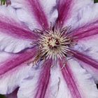 Clematis_DSCI6088