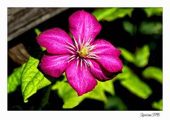 Clematis...meine Lieblingsblume