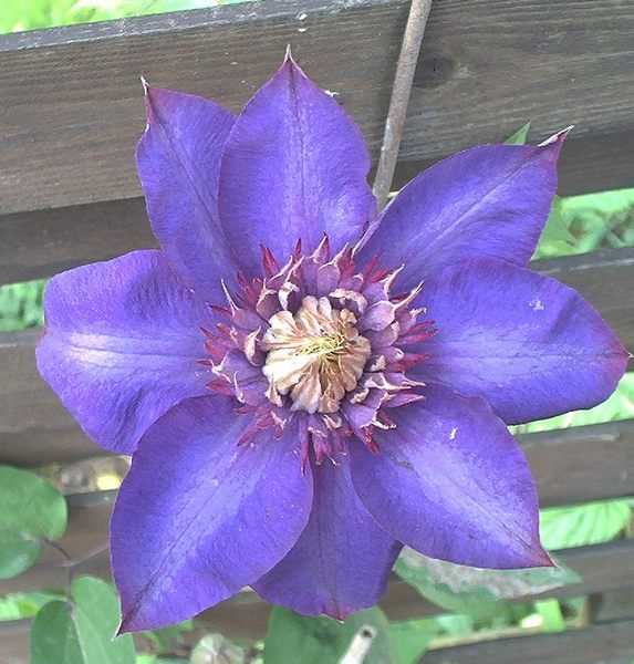 Clematis"the präsident"