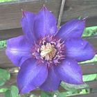 Clematis"the präsident"