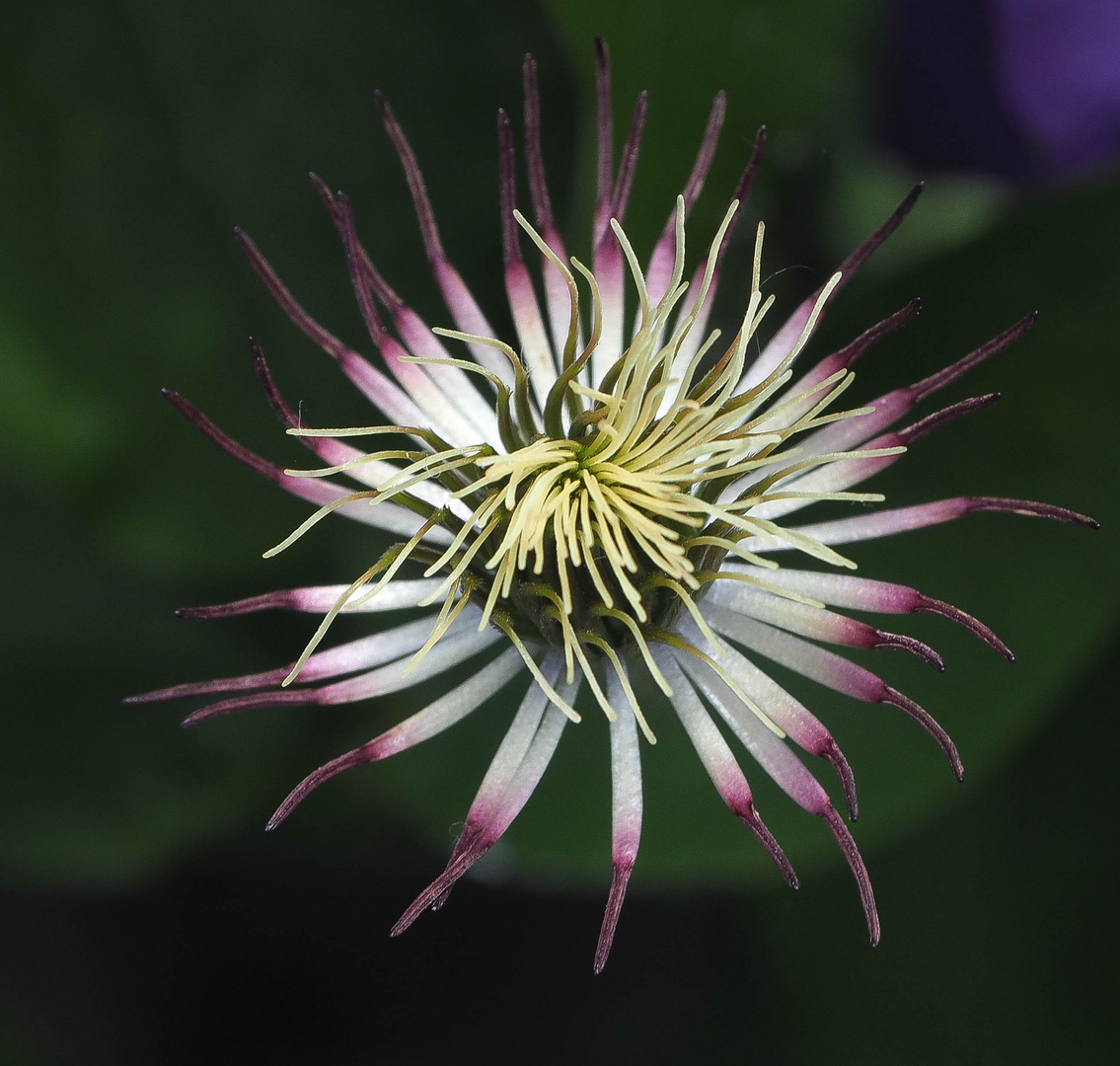 Clematis...verblüht