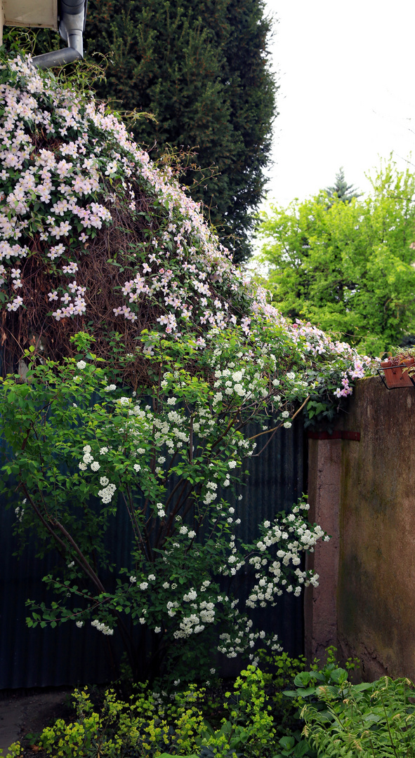 Clematiszelt in Blüte