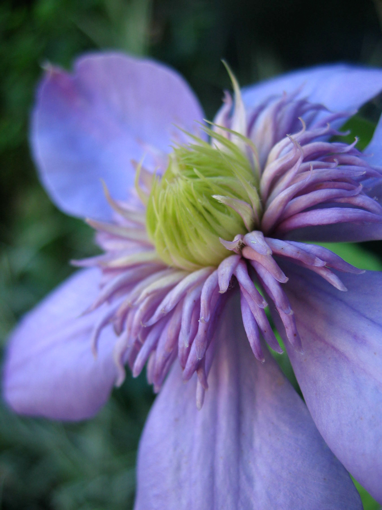 clematite