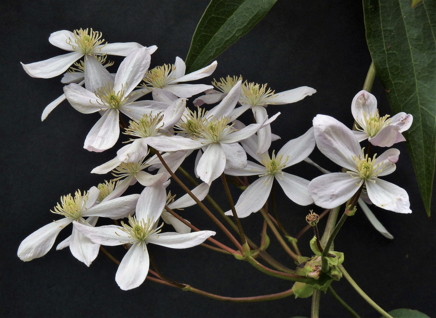 Clématite Armandii Enham star