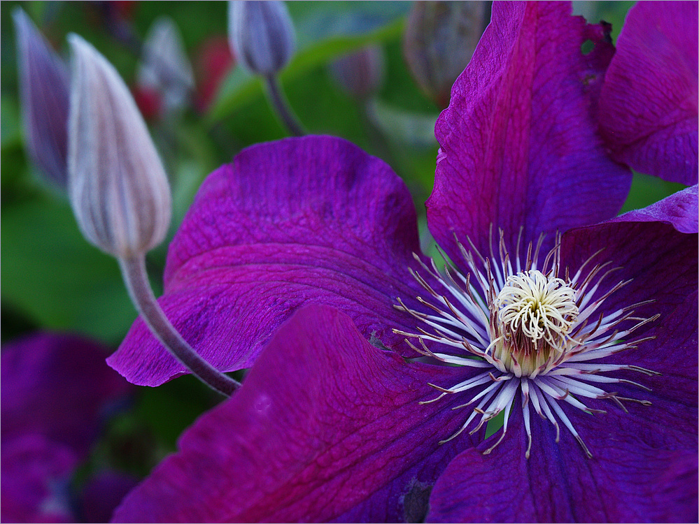 Clématite - Clematis