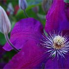 Clématite - Clematis