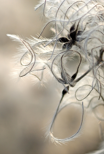 Clématite des Haies (clematis vitalba)