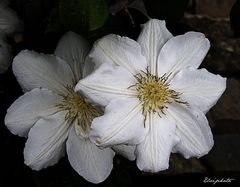 Clématite "Desprez coeur jaune"