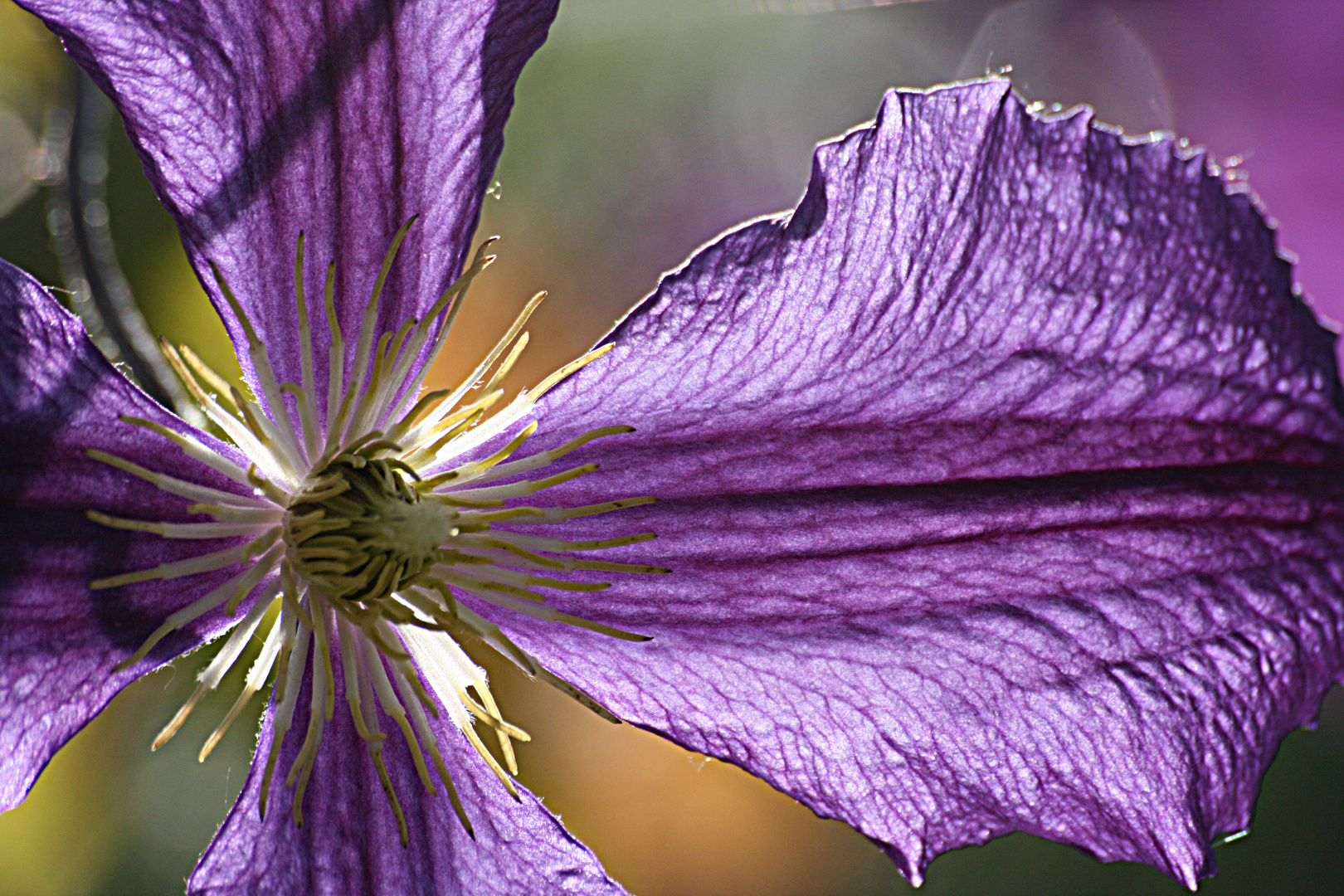 CLEMATITE SOUS LE SOLEIL