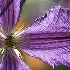 CLEMATITE SOUS LE SOLEIL