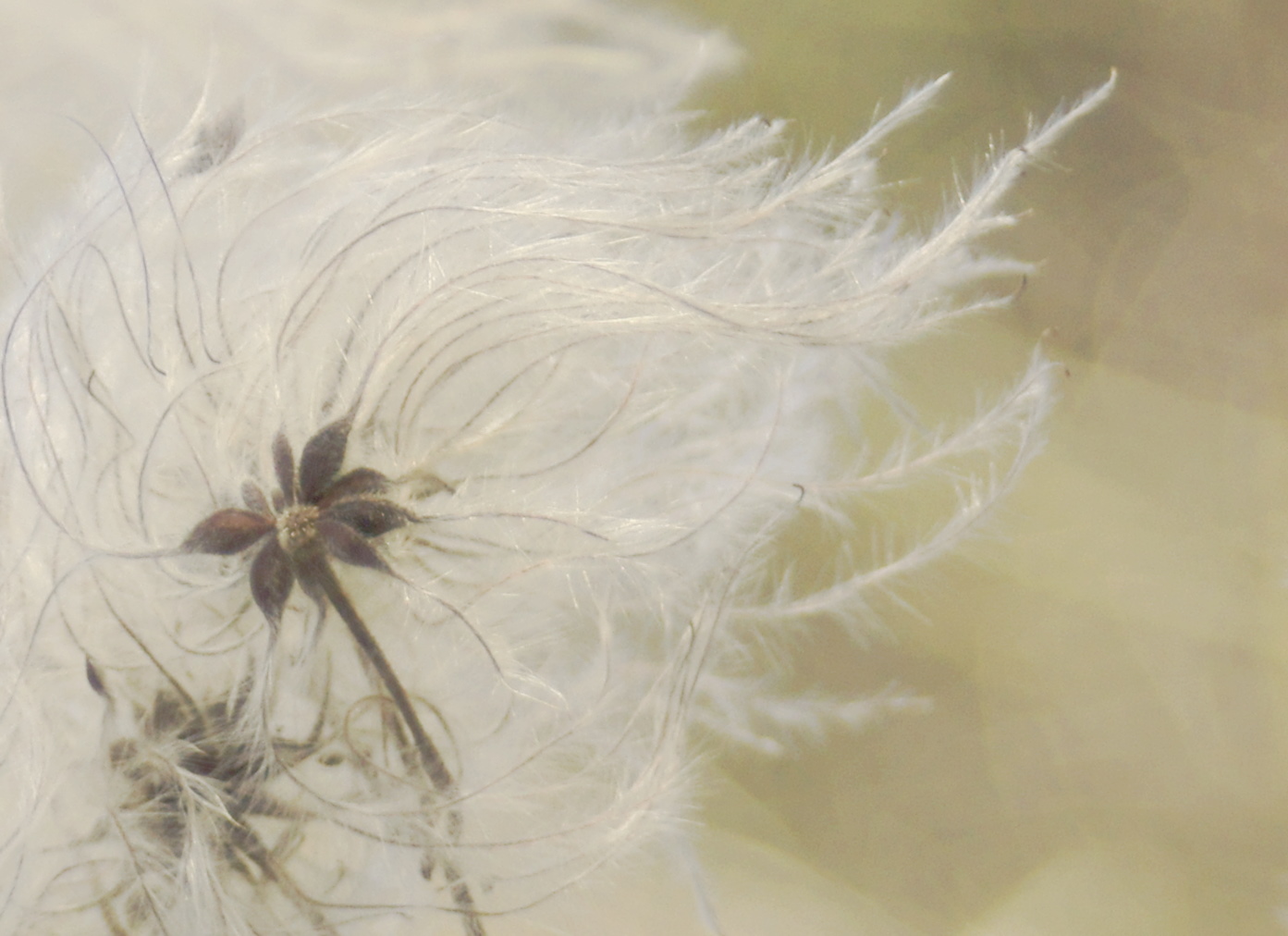 Clematite vigne blanche