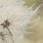 Clematite vigne blanche