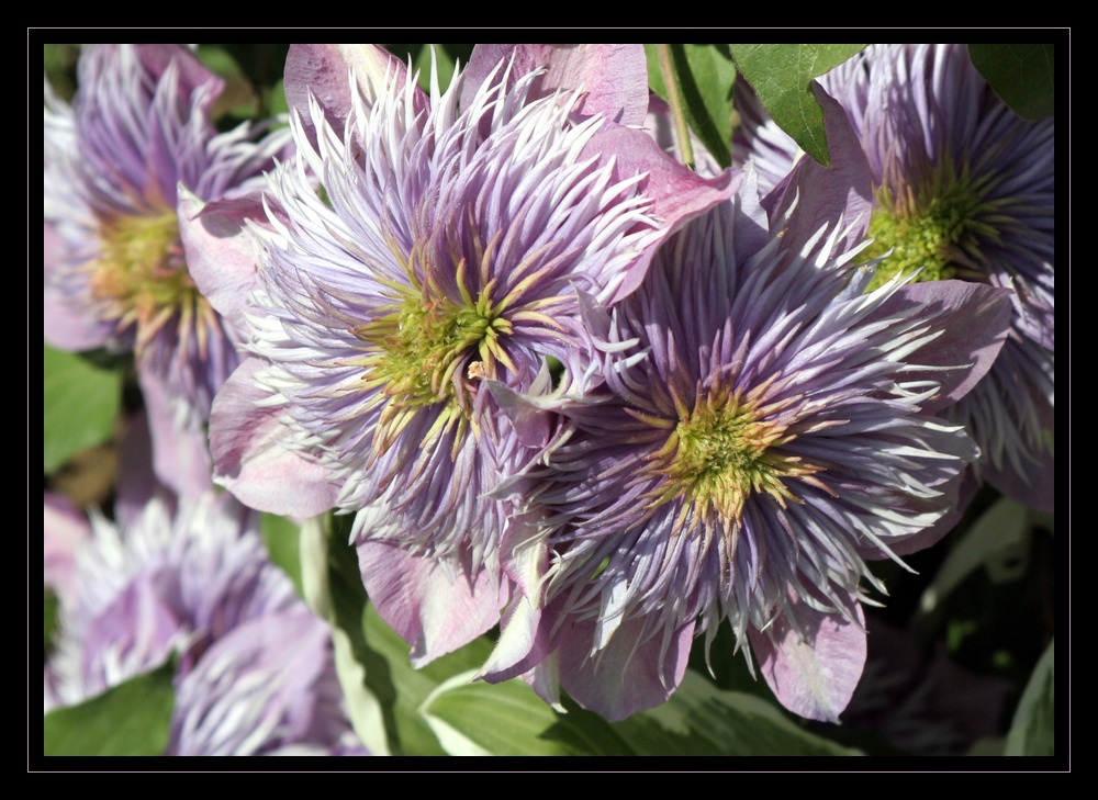 clematites