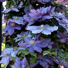 Clématites bleues