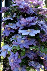 Clématites bleues