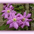 Clématites  --  Clematis