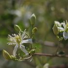 Clématites floraison