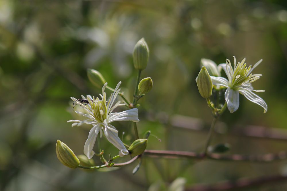 Clématites floraison