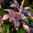 clematites rouges