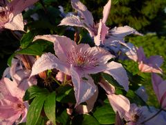 clematites rouges