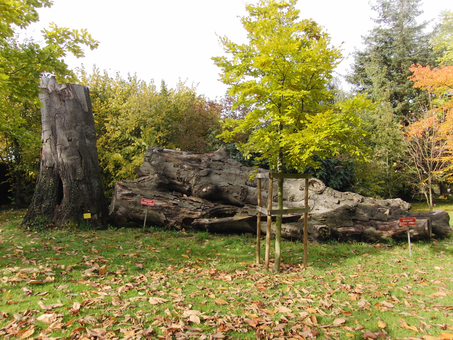 Clemens-August-Buche im botanischen Garten in Bonn