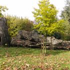 Clemens-August-Buche im botanischen Garten in Bonn