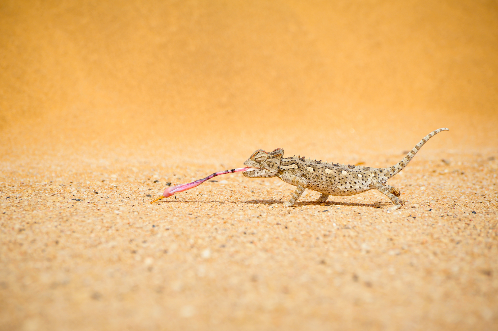 Clemens_Hess_Namibia-4927