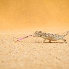 Clemens_Hess_Namibia-4927