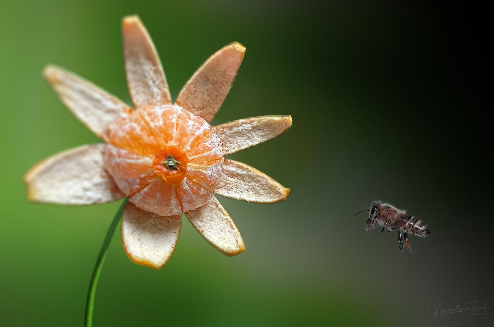 Clementinenblüte 