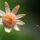 Clementinenblüte 