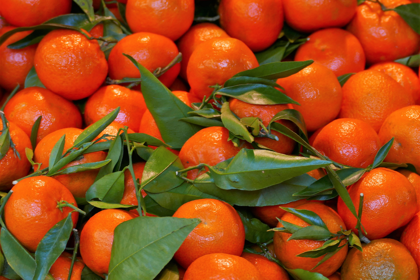 clémentines de sicile. Foto Immagini italy, nature, world Foto