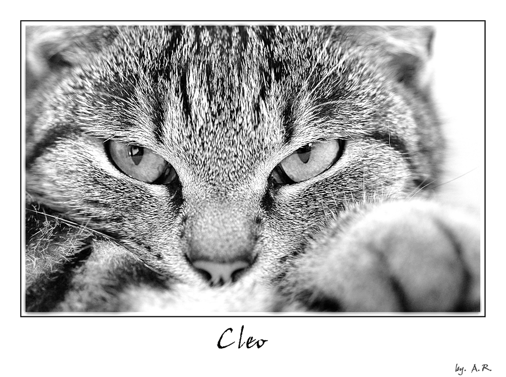 Cleo