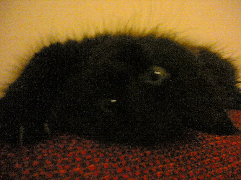 Cleo contorsionista