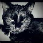 Cleo Cool Cat