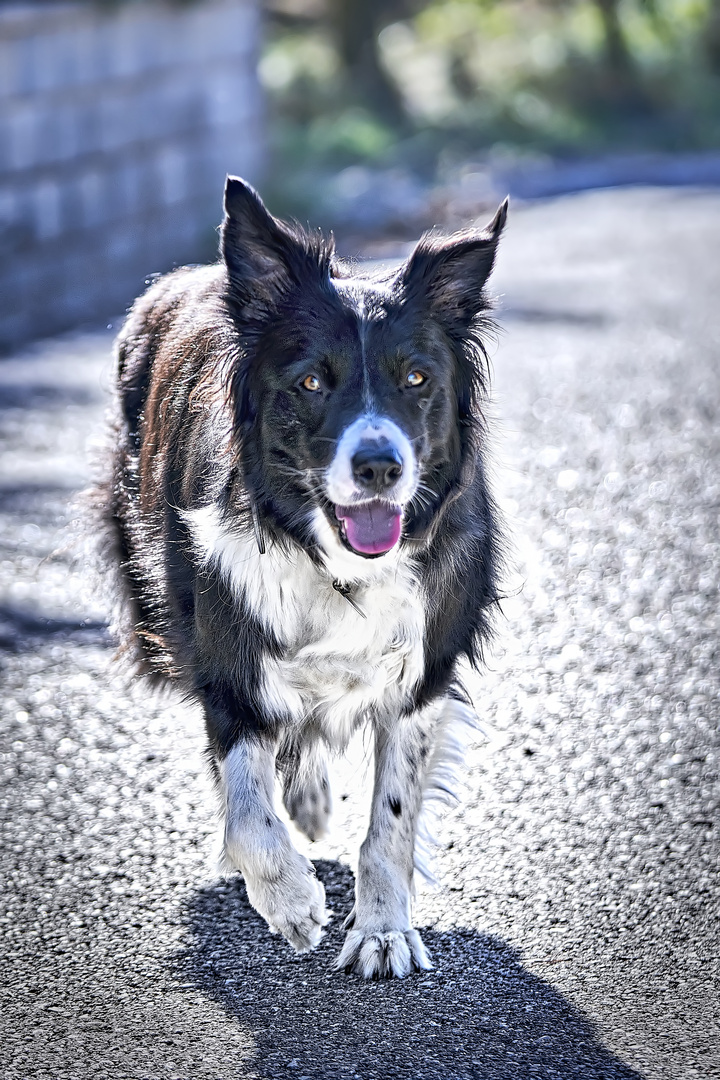 Cleo durante su paseo matinal