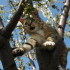 cleo im baum 2