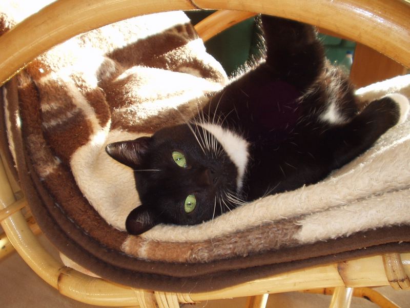 Cleo-Patra Foto & Bild | tiere, haustiere, katzen Bilder auf fotocommunity