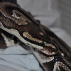 Cleo the Python