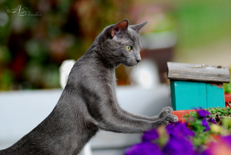 Cleo und der erste Blick vom Balkon