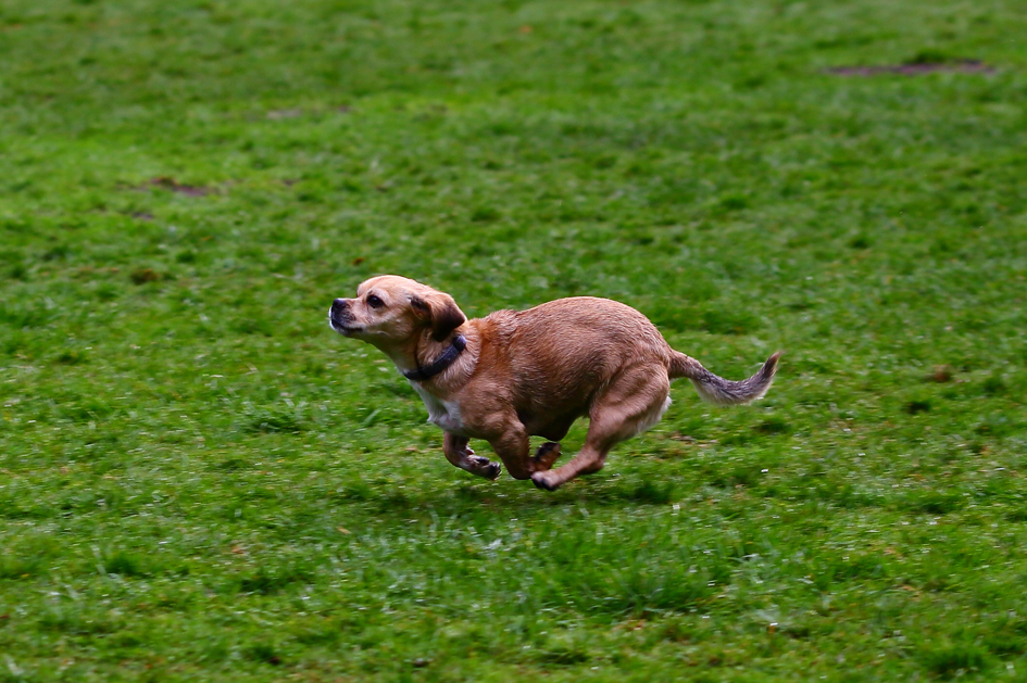 Cleo, unser Schatz beim Spielen