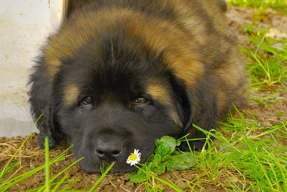 Cleo, unsere Leonberger Welpen Dame, ist da