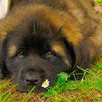 Cleo, unsere Leonberger Welpen Dame, ist da