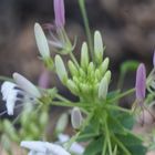 Cleome