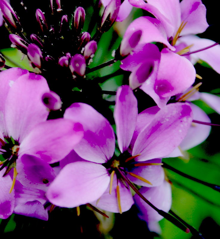 Cleome