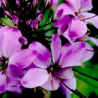 Cleome