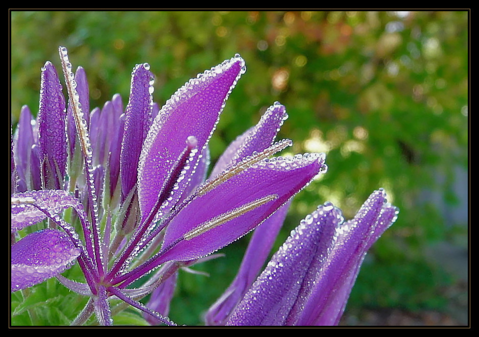 cleome