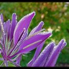 cleome